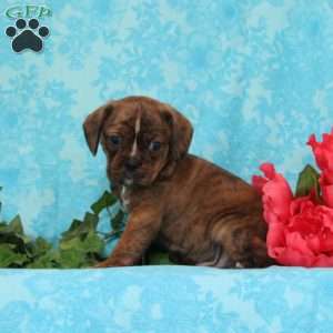 Snickers, Boston Terrier Mix Puppy